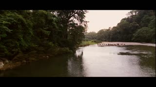 Love in the Time of Cholera Movie Trailer