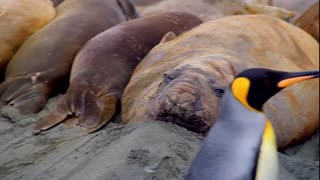 Penguins Movie Trailer