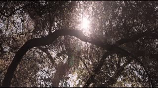 The Barber Movie Trailer