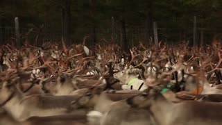 Aatsinki: The Story of Arctic Cowboys Movie Trailer