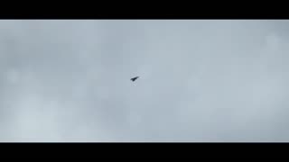Aloft Movie Falconry